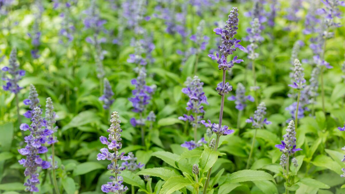 Salvia leucantha, planta.