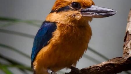 Después de 40 años, un ave extinta en estado salvaje volvió a reproducirse: la ciencia afirmó que es un logro histórico