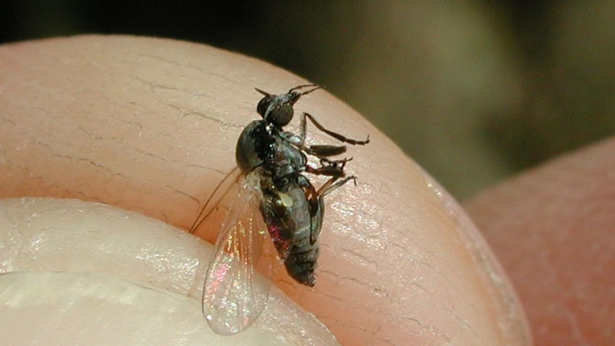 Invasión de jejenes o barigüí: por qué pican tanto, dónde aparecen y cómo aliviar la picadura