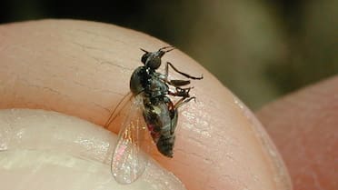 Invasión de jejenes o barigüí: por qué pican tanto, dónde aparecen y cómo aliviar la picadura