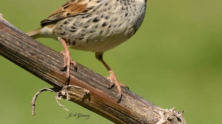 El gorrión podría estar en peligro de extinción. Foto: X/@JoseAnt24756550.
