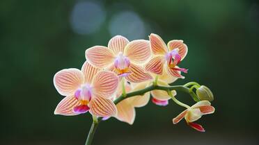 Llega la primavera: 5 plantas de interior con flores fáciles de cuidar para decorar tu hogar