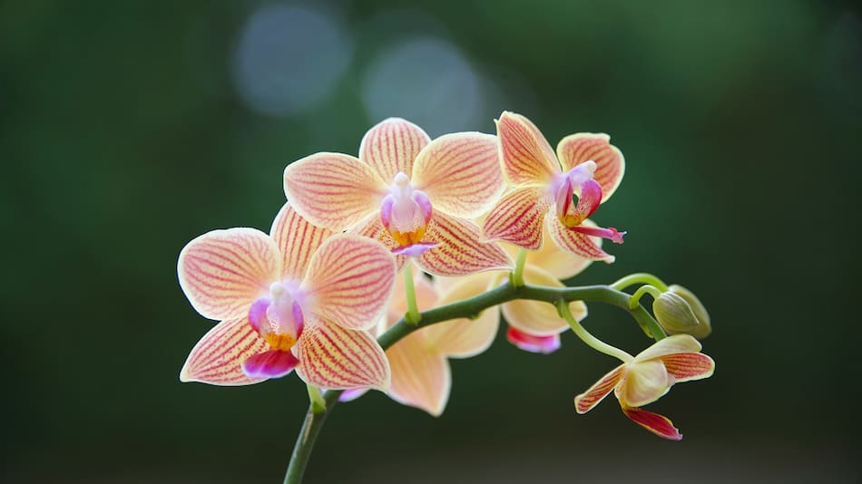 Orquídeas.