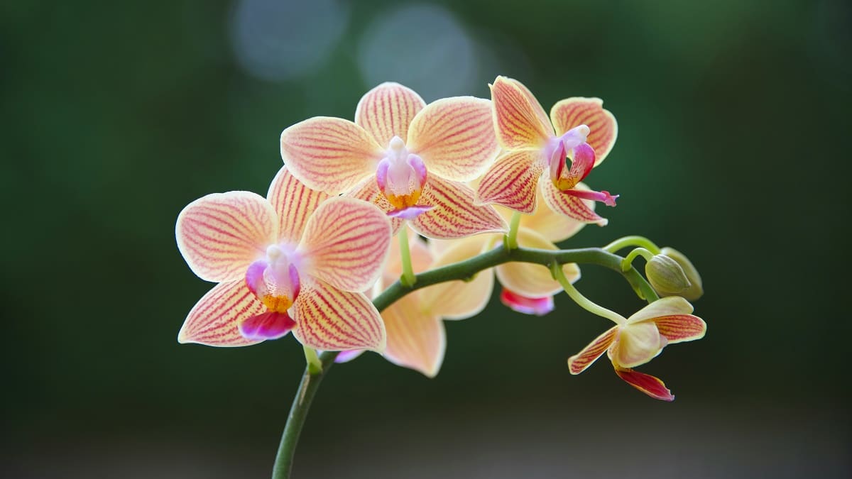 Llega la primavera: 5 plantas de interior con flores fáciles de cuidar para decorar tu hogar