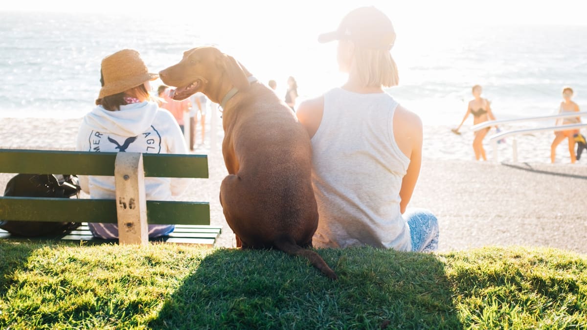 En Alemania, un grupo de personas se auto perciben perros. Foto: Unsplash