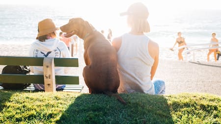 En Alemania, un grupo de personas se auto perciben perros. Foto: Unsplash