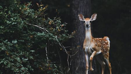 Animales silvestres. Foto: Unsplash.