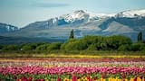 Trevelin se prepara para recibir a los turistas: cuál es la mejor fecha para visitar el campo de tulipanes más famoso de la Patagonia