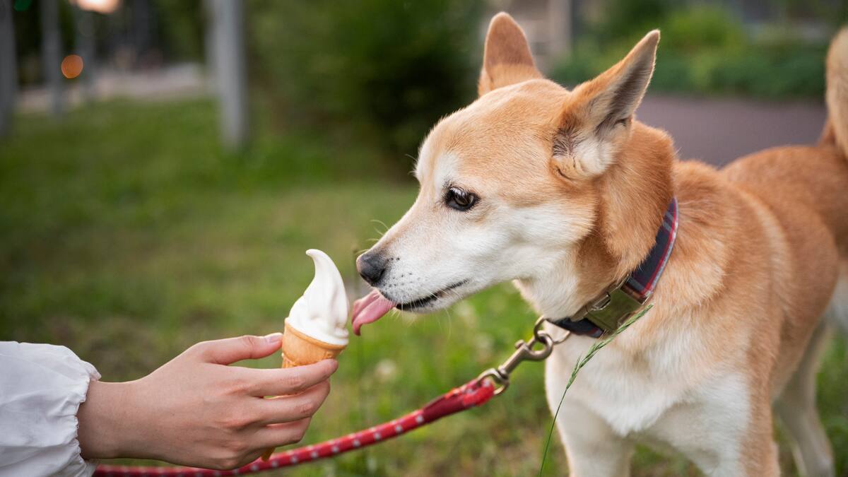 Snacks para perros