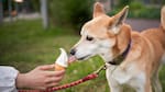 Snacks congelados para perros: la mejor solución para mantenerlos sanos durante el verano