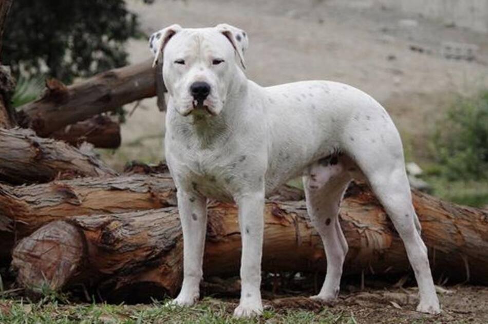Dogo argentino