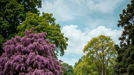 Las 3 plantas que florecen todo septiembre.