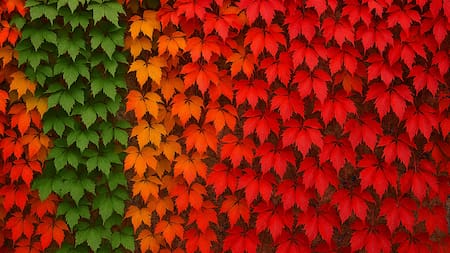 La increíble trepadora que cambia de color en otoño y está conquistando los jardines: ¿la conocías?