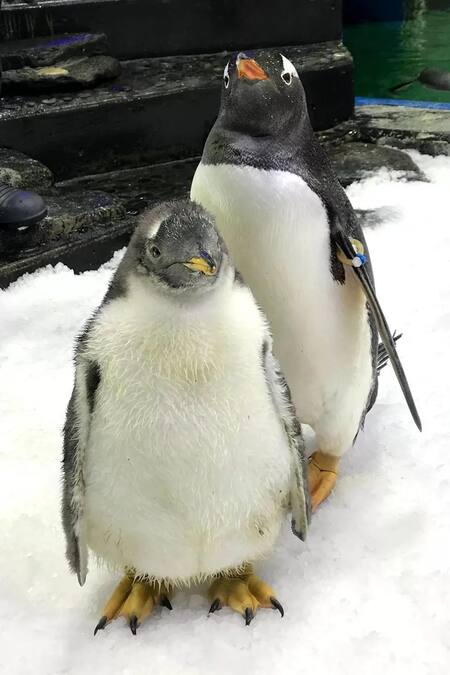 Sphen y Magic, la pareja de pingüinos homosexuales que incubó una cría. Foto: Reuters.