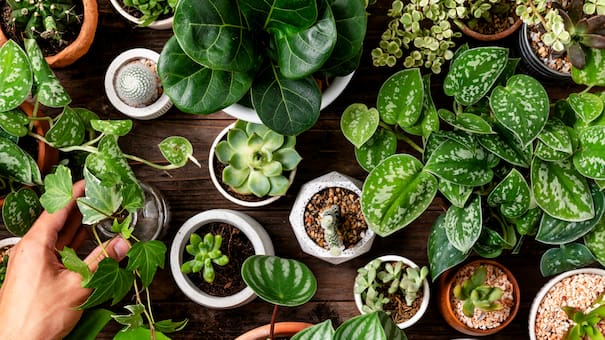 No hay que arrancarlas: las plantas que crecen en el piso y son beneficiosas para la salud