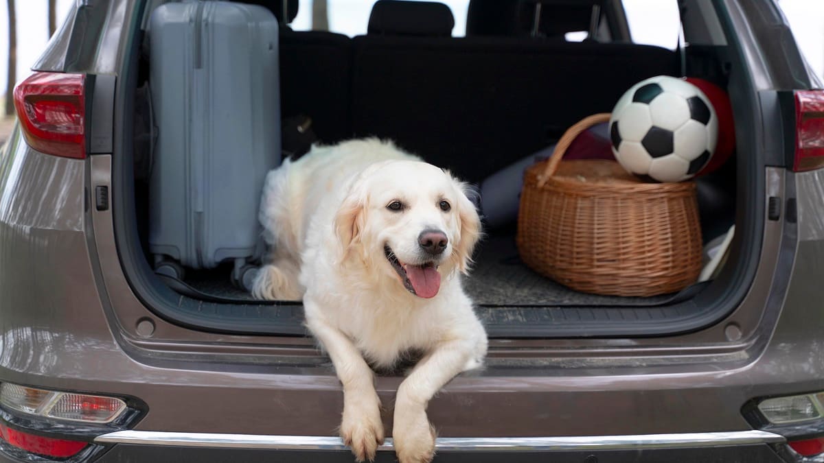 Así es PAW-S, la revolucionaria tecnología de Honda que cambiará los viajes con perros para siempre