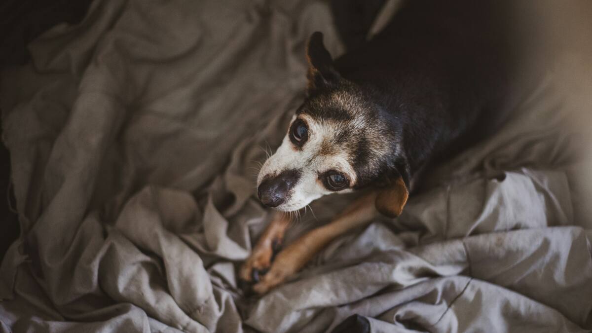 Consejos para alargar la vida de tu mascota hasta los 20 años.