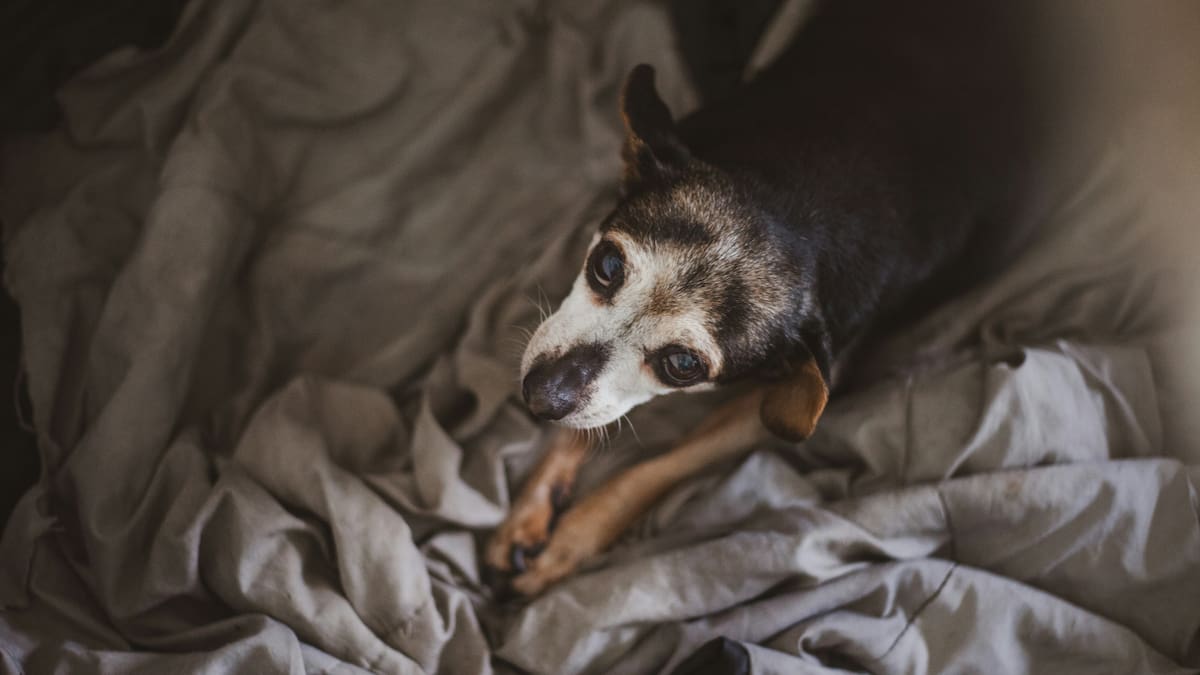 Perros viejitos: consejos para alargar la vida de tu mascota hasta los 20 años