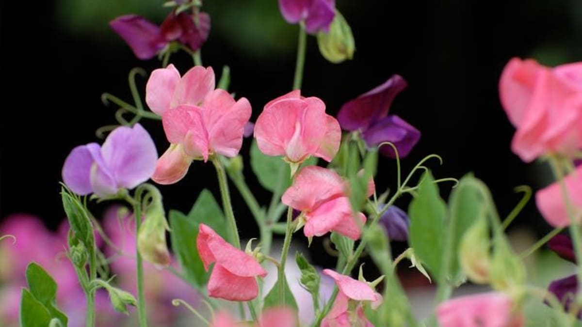 La planta trepadora con flores violetas que tolera heladas, no necesita de mucho riego y crece en maceta