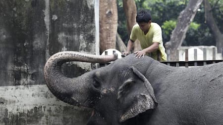 La elefanta Mali en el zoológico de Filipinas. Foto: EFE.