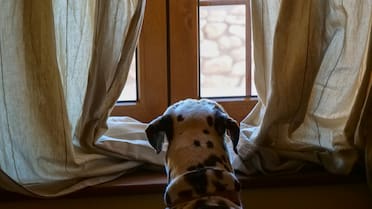 ¿Qué es la demencia canina?: La enfermedad similar al Alzheimer que afecta a los perros y pasa desapercibida