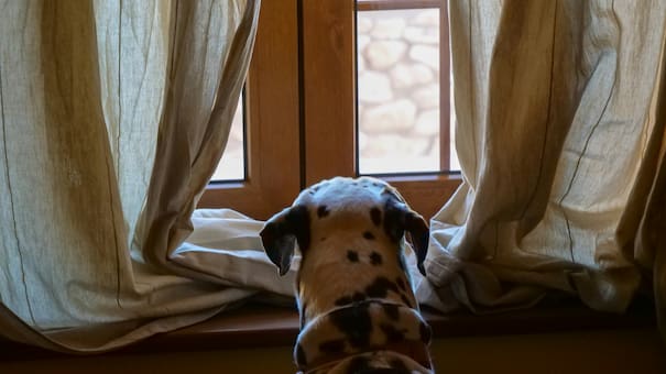 ¿Qué es la demencia canina?: La enfermedad similar al Alzheimer que afecta a los perros y pasa desapercibida