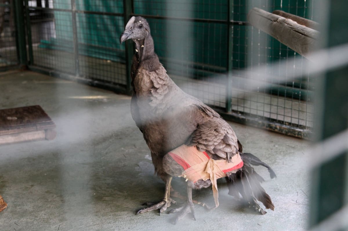 Rescate de Condor Andino. Foto: Télam.