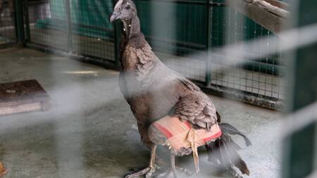 Rescatan a cóndor andino tras sufrir accidente y lo trasladan a Centro de Rescate de Temaikén