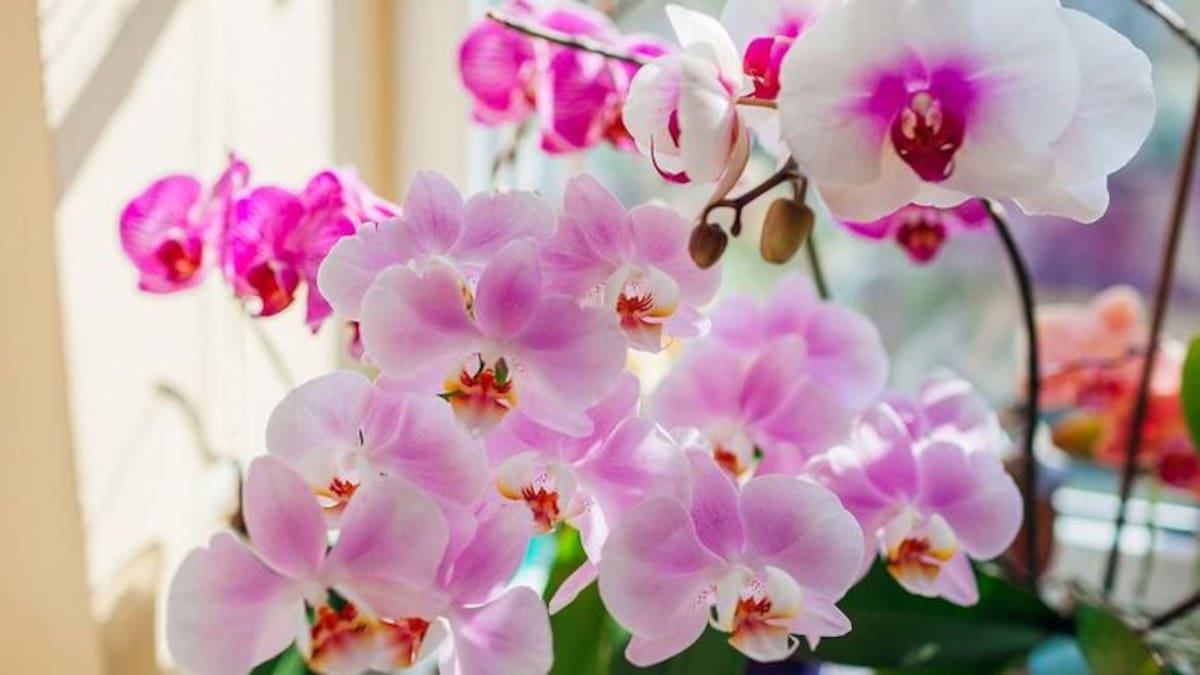 Orquídea zapatito de venus