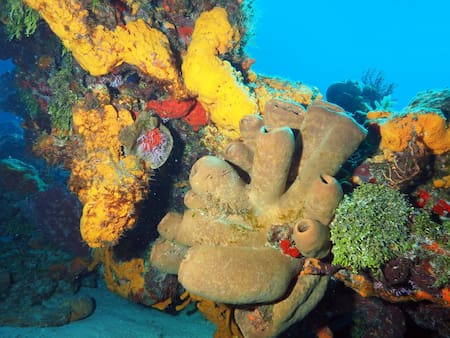 Esponja de mar. Foto: Unsplash