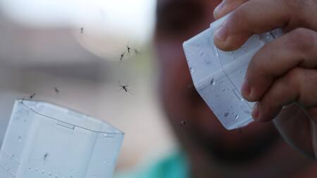 Dengue. Foto: Reuters.