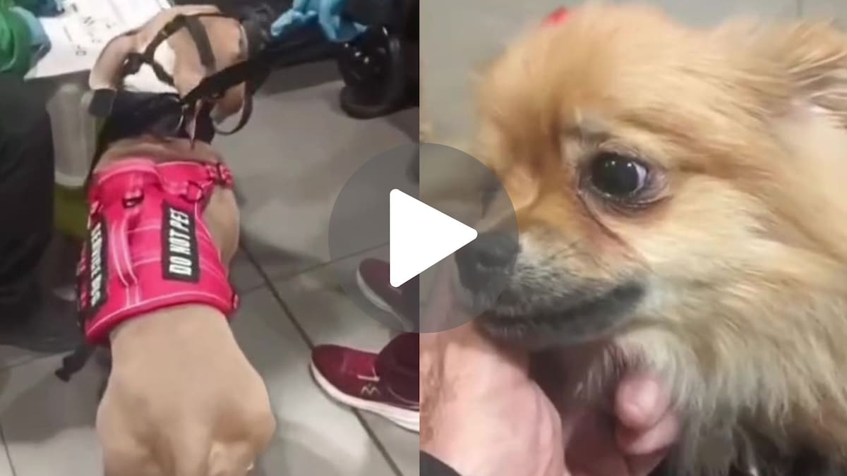 Los dos perros quedaron bajo el cuidado del Instituto Distrital de Protección y Bienestar Animal después de ser abandonados en el aeropuerto El Dorado.