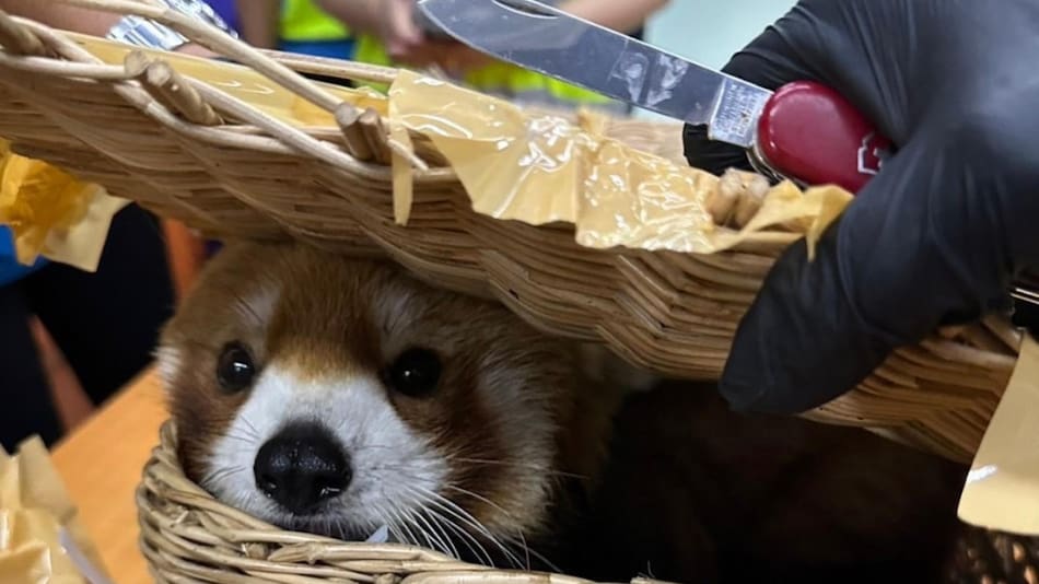 Seis personas fueron arrestadas en Tailandia por contrabandear animales silvestres. Foto: EFE.
