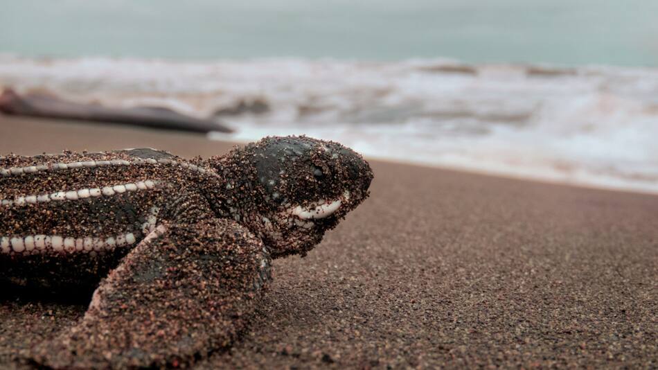 Las tortugas en peligro de extinción invaden las playas del Pacífico de Nicaragua. Foto: Unsplash