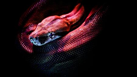 Serpiente. Foto: Unsplash