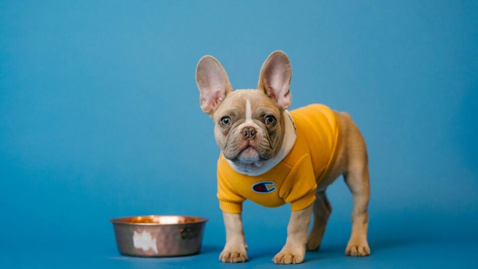 Perros; mascota. Foto: Unsplash.