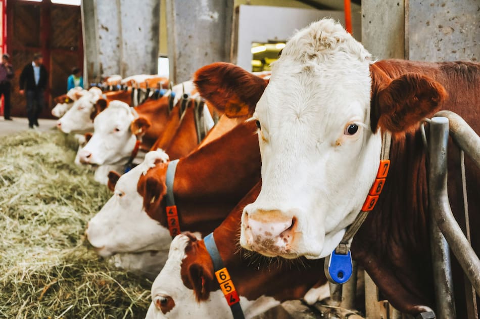 Vacas. Foto: Unsplash