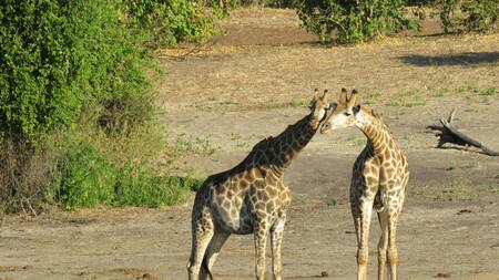 Son diferentes: un estudio confirmó la existencia de cuatro especies distintas de jirafas