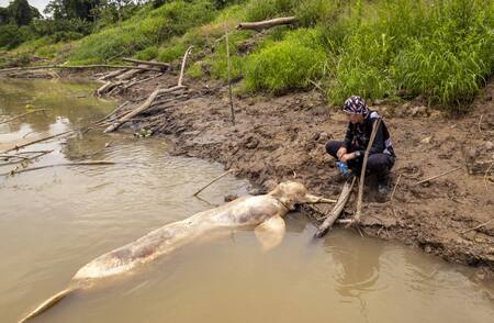 Delfín rosado muerto en las orillas del río Amazonas. Foto EFE.