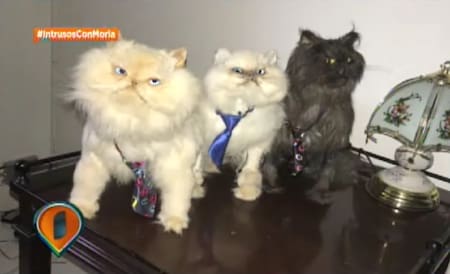 Los gatos de Daniela Cardone. Foto Intrusos