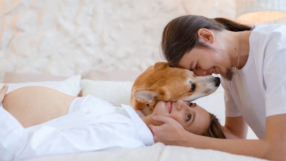 Los perros pueden detectar embarazos tempranos. Foto: Freepik.