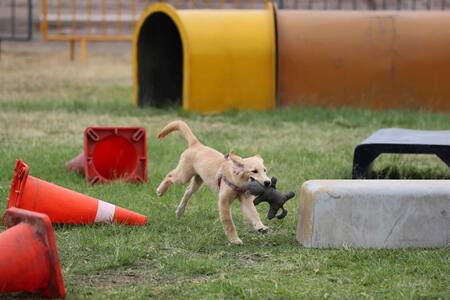 Los perros que salvarán a víctimas de un terremoto e inundaciones en Perú. Foto: EFE