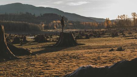 ¿Qué países tienen más pérdida de bosques en el mundo?. Foto: Unsplash