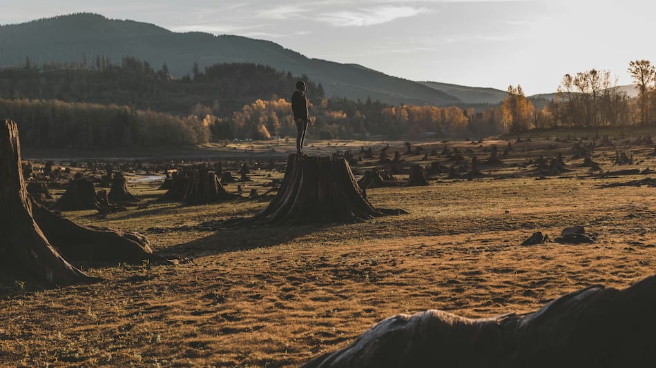 ¿Qué países tienen más pérdida de bosques en el mundo?. Foto: Unsplash