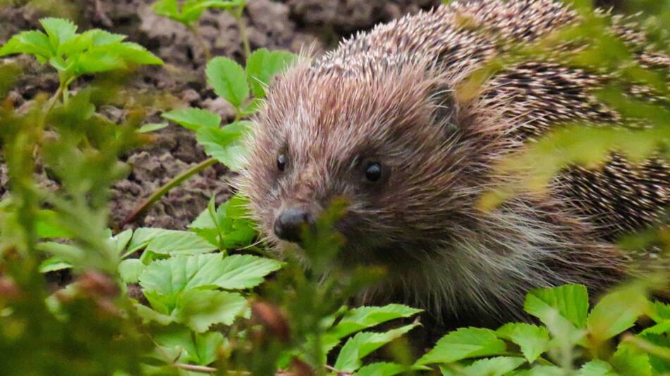 Erizo. Foto: Unsplash