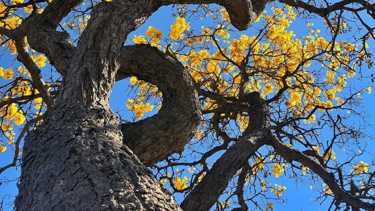 El árbol sudamericano con flores amarillas que resiste a la sequía, da frutos comestibles, y se utiliza para dulces y arropes