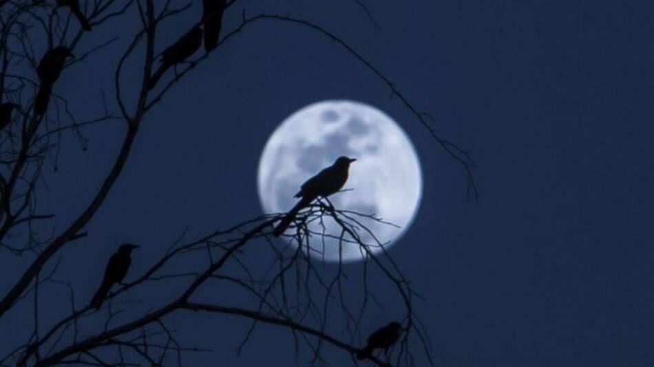 Luna de Castor