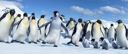 “Happy Feet”