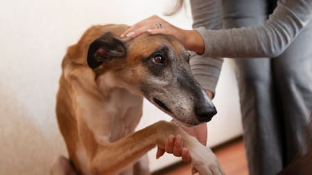Algunas personas no sienten afinidad con los perros.