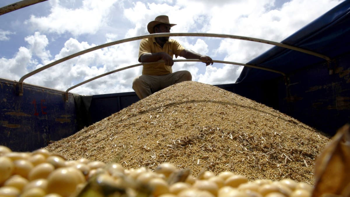 Soja. Foto: REUTERS.